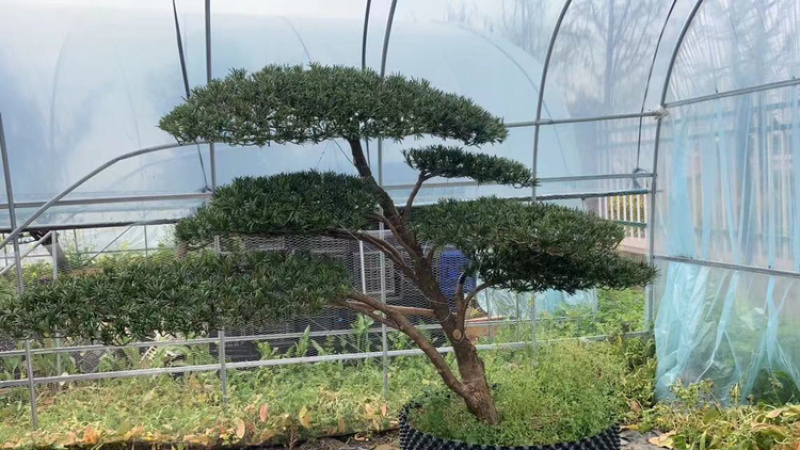 罗汉松盆景′造型罗汉松，地景罗汉松:大小齐全。