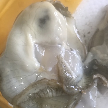 生蚝，肥蚝，乳山生蚝，个头大，质量保证，