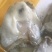 生蚝，肥蚝，乳山生蚝，个头大，质量保证，