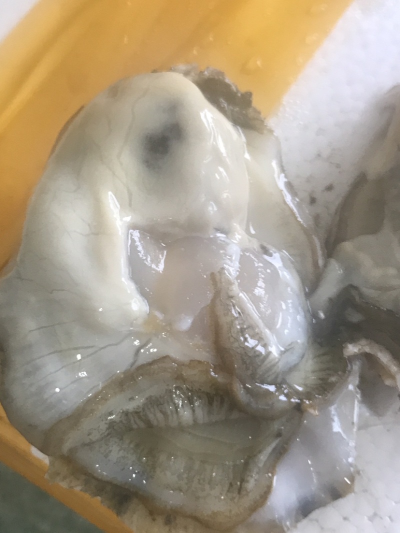 生蚝，肥蚝，乳山生蚝，个头大，质量保证，
