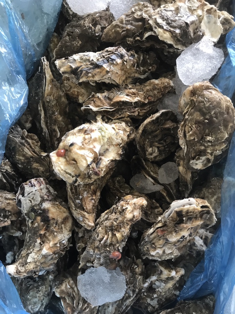 生蚝，肥蚝，乳山生蚝，个头大，质量保证，