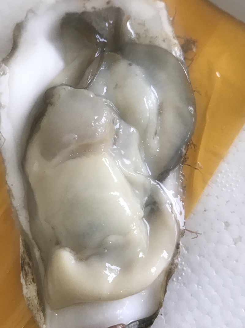 生蚝，肥蚝，乳山生蚝，个头大，质量保证，