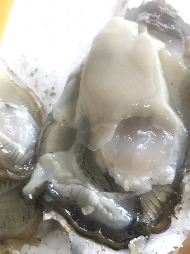 生蚝，肥蚝，乳山生蚝，个头大，质量保证，
