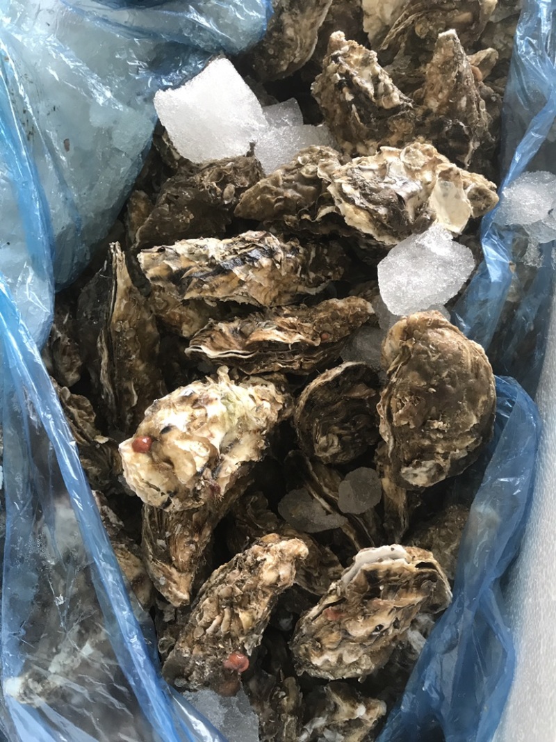 生蚝，肥蚝，乳山生蚝，个头大，质量保证，