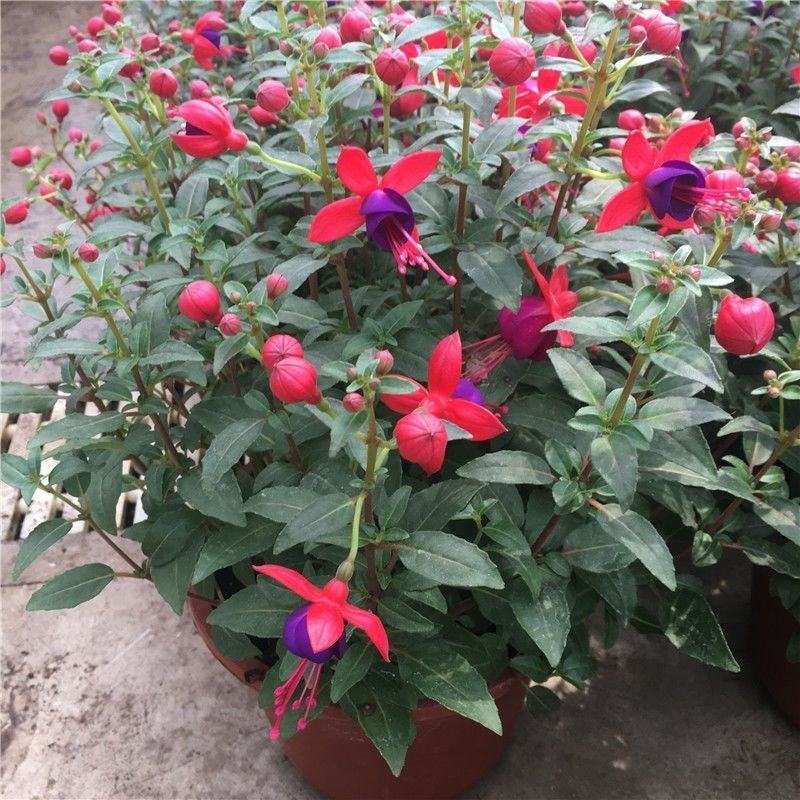 倒挂金钟宝莲灯办公室内阳台盆栽花卉灯笼花观花植物带花四季