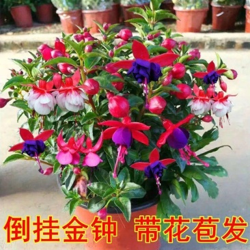 倒挂金钟宝莲灯办公室内阳台盆栽花卉灯笼花观花植物带花四季