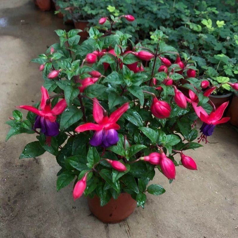 倒挂金钟宝莲灯办公室内阳台盆栽花卉灯笼花观花植物带花四季