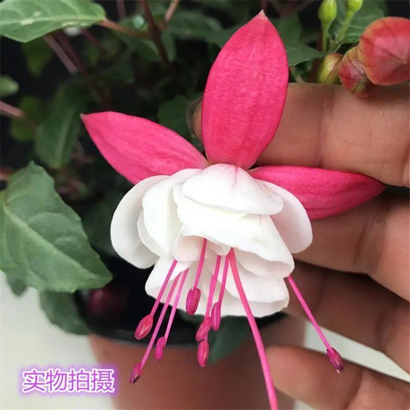 倒挂金钟宝莲灯办公室内阳台盆栽花卉灯笼花观花植物带花四季
