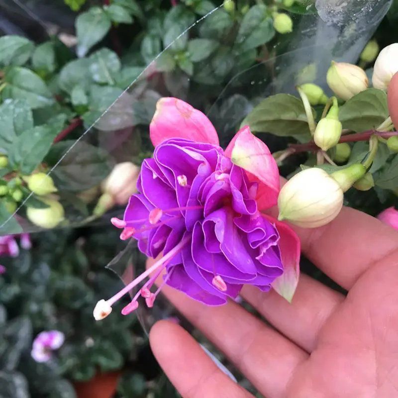 倒挂金钟宝莲灯办公室内阳台盆栽花卉灯笼花观花植物带花四季