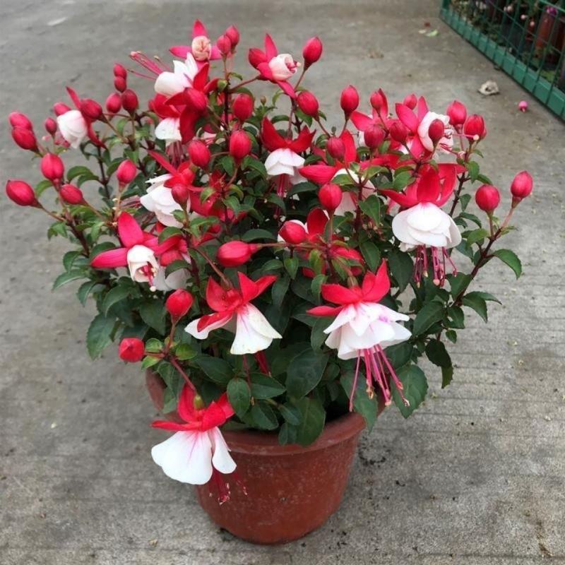 倒挂金钟宝莲灯办公室内阳台盆栽花卉灯笼花观花植物带花四季
