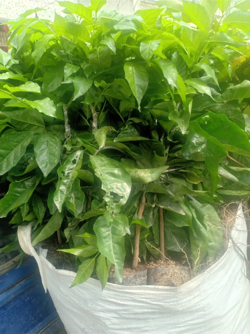 …自家种植黄皮嫁接果苗，小袋，中袋，裸根，实生苗