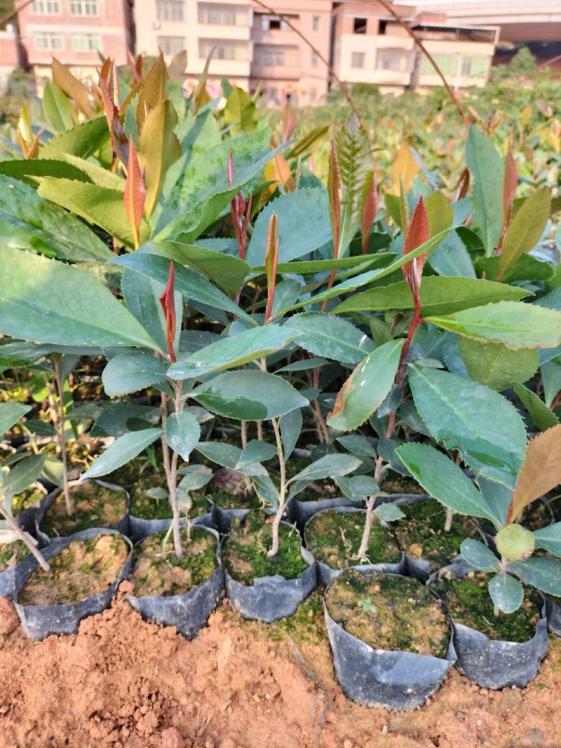 大头茶营养小袋苗，稀少品种，欢迎需要种植的进店购买