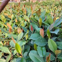 大头茶营养小袋苗，稀少品种，欢迎需要种植的进店购买