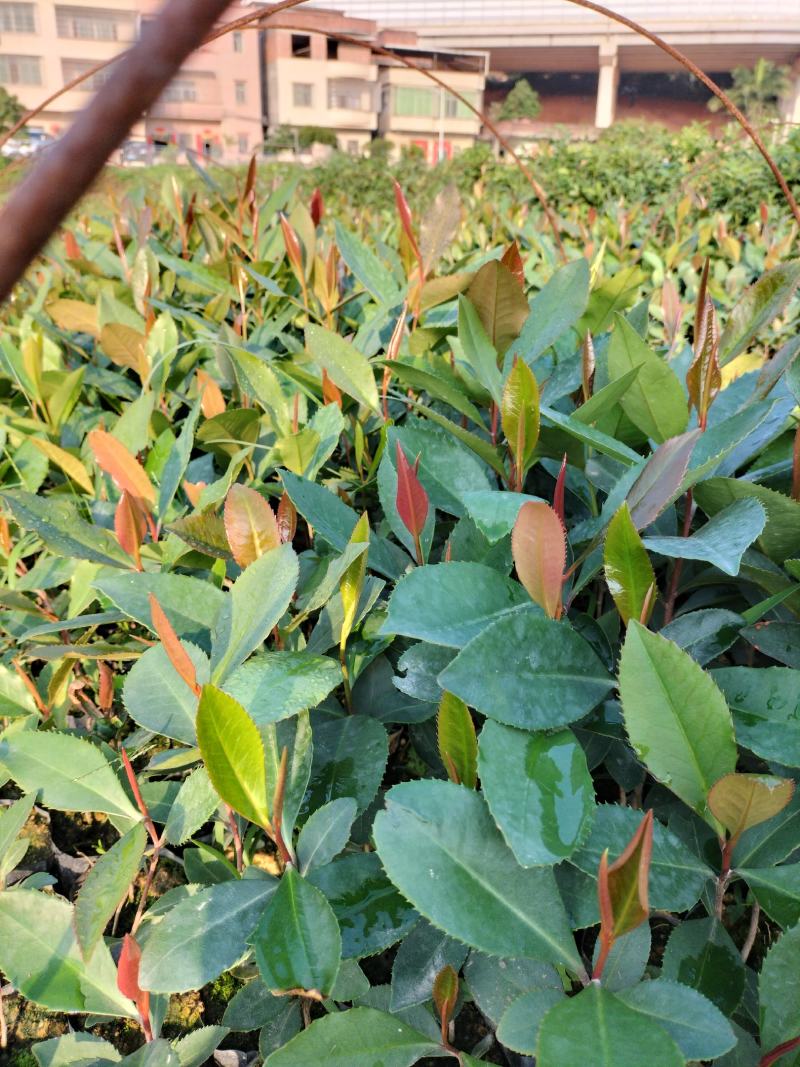 大头茶营养小袋苗，稀少品种，欢迎需要种植的进店购买