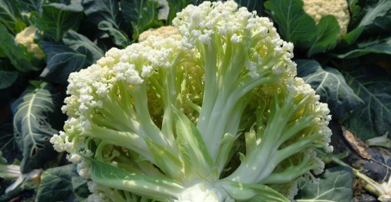 好货，靓货，7两到1.2公斤左右，白杆