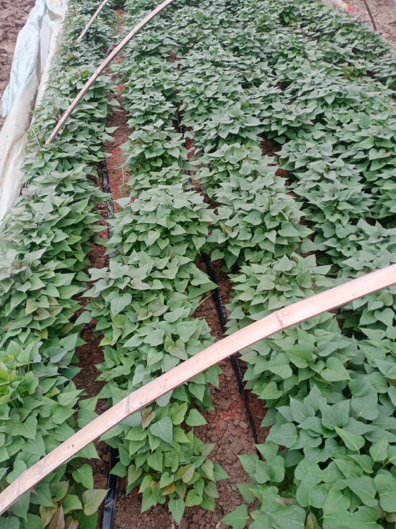 周口市殷川汾北薯业优质红薯苗