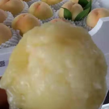 (热卖)水蜜桃,黄金蜜,春蜜,穿早,沙红,中华一号,桃五