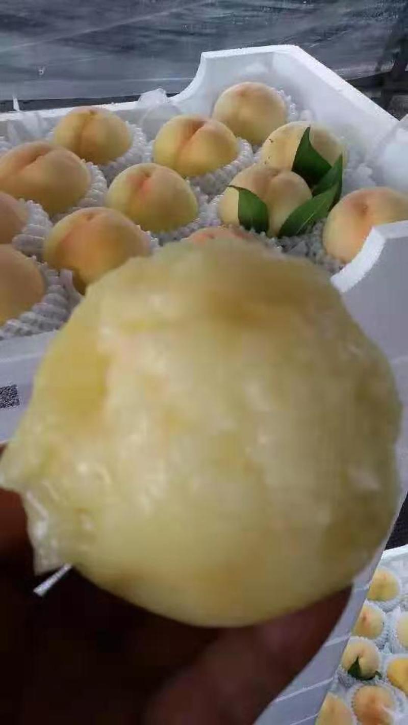 （热卖）水蜜桃，黄金蜜，春蜜，穿早，沙红，中华一号，桃五