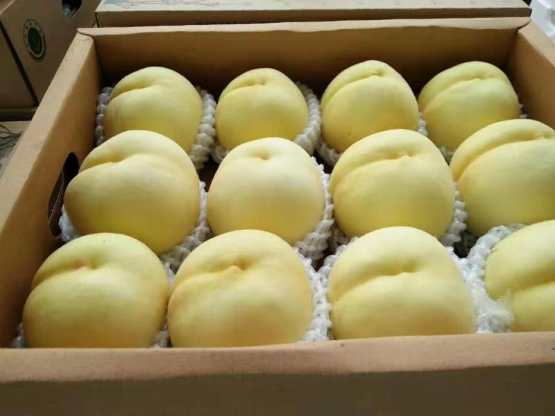 （热卖）水蜜桃，黄金蜜，春蜜，穿早，沙红，中华一号，桃五
