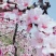 (热卖)水蜜桃,黄金蜜,春蜜,穿早,沙红,中华一号,桃五