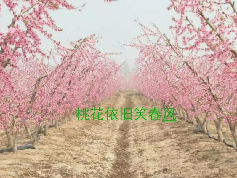 （热卖）水蜜桃，黄金蜜，春蜜，穿早，沙红，中华一号，桃五