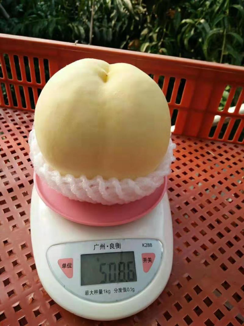 （热卖）水蜜桃，黄金蜜，春蜜，穿早，沙红，中华一号，桃五