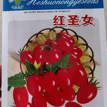 番茄种子红圣女果种子，一手货源，易存活生长