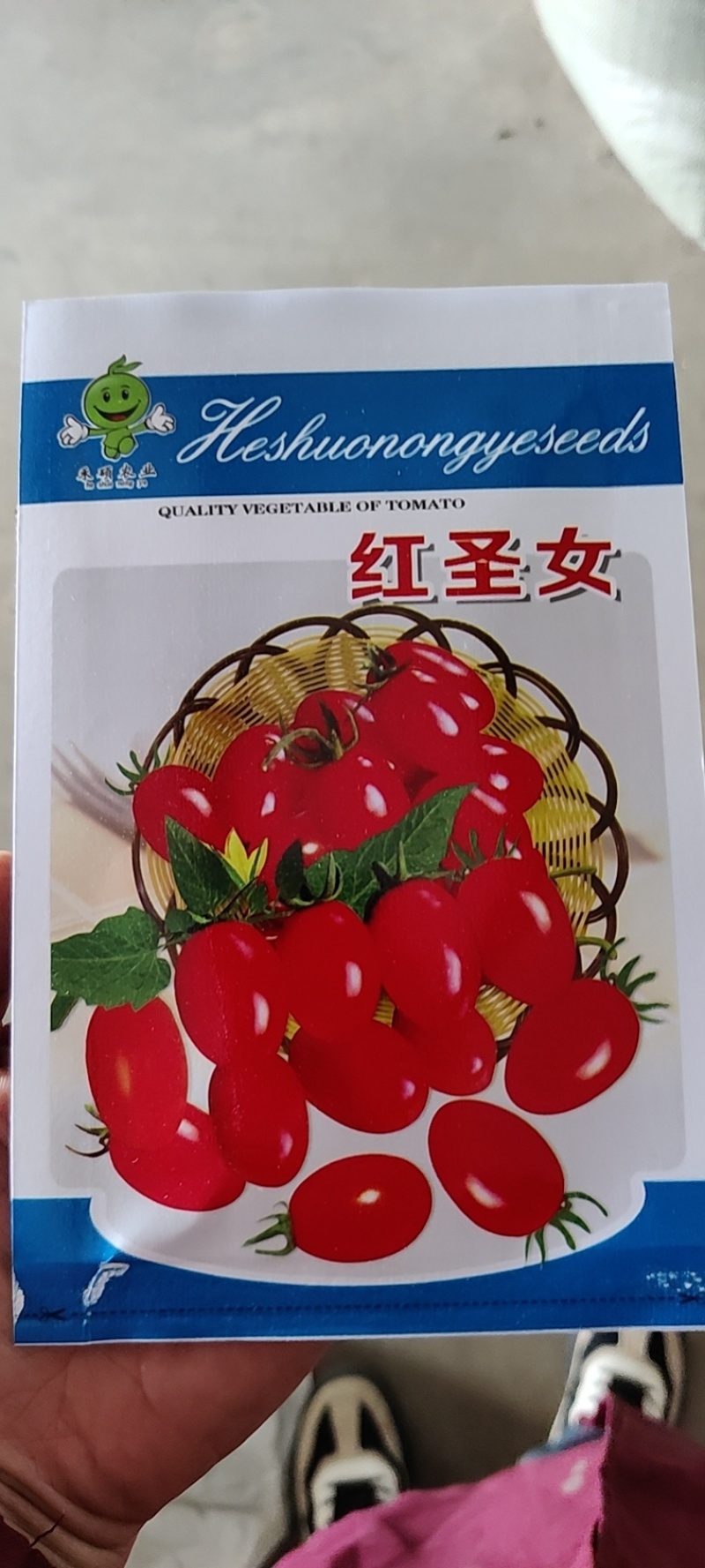 番茄种子红圣女果种子，一手货源，易存活生长