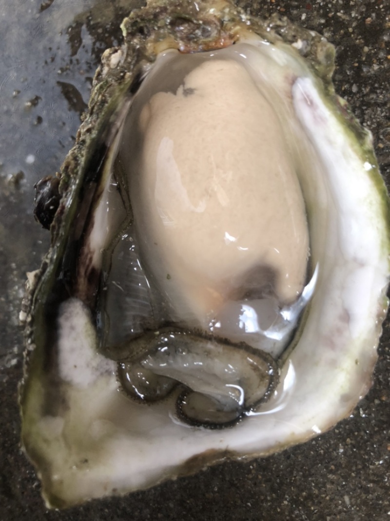 鲜活生蚝全壳牡蛎壳薄肉肥每天现捞现发保证新鲜