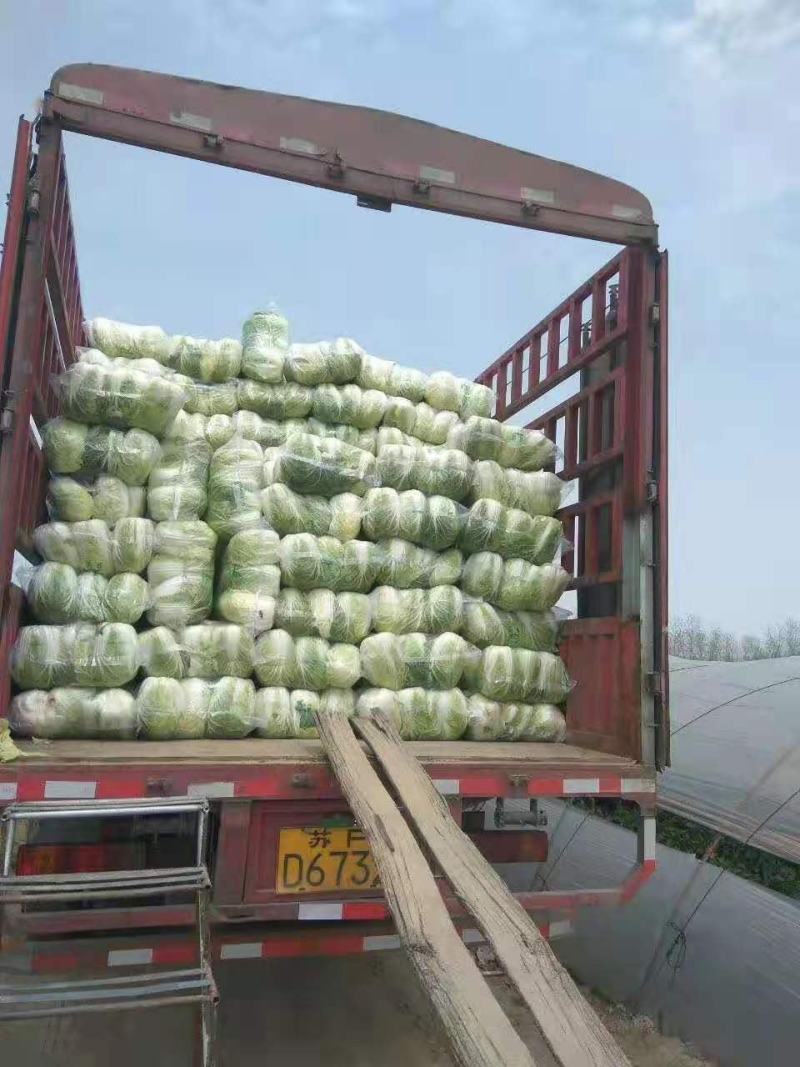 白菜黄心白菜江苏东台夏阳白菜，欢迎各位朋友前来采购