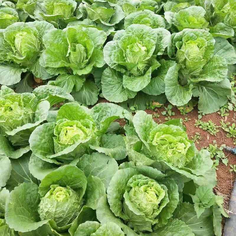 白菜黄心白菜江苏东台夏阳白菜，欢迎各位朋友前来采购