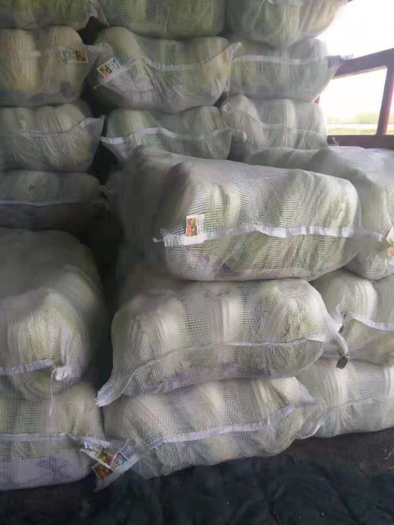 白菜黄心白菜江苏东台夏阳白菜，欢迎各位朋友前来采购