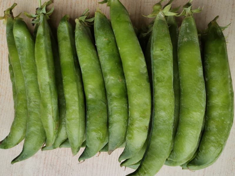 大角青豌豆和小角白豌豆，货源充足量大从优