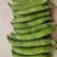 大角青豌豆和小角白豌豆，货源充足量大从优