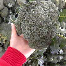 【推荐】焦作博爱西兰花，大量上市，小米粒，球型好，价格低