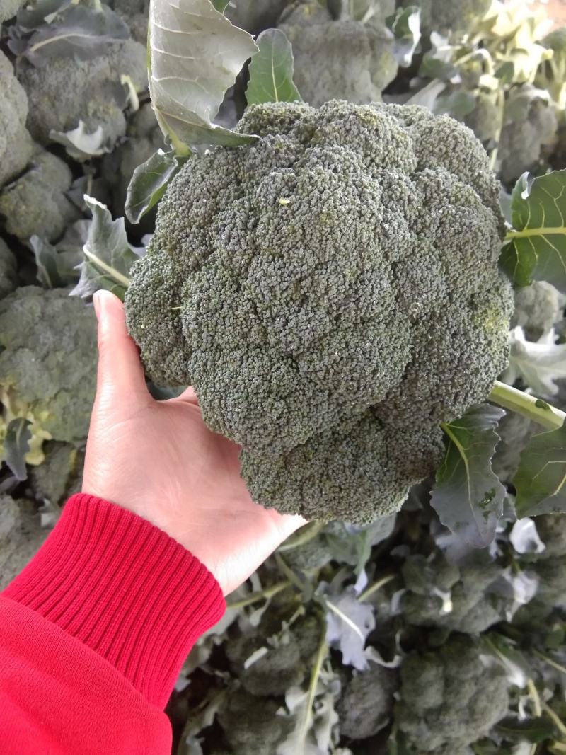 【推荐】焦作博爱西兰花，大量上市，小米粒，球型好，价格低