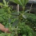 大量现货八角嫁接苗，营养杯苗，地苗