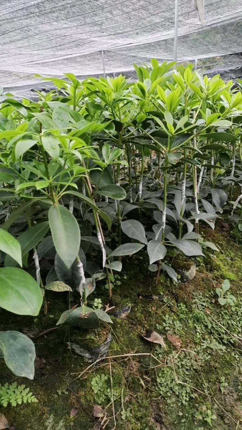大量现货八角嫁接苗，营养杯苗，地苗