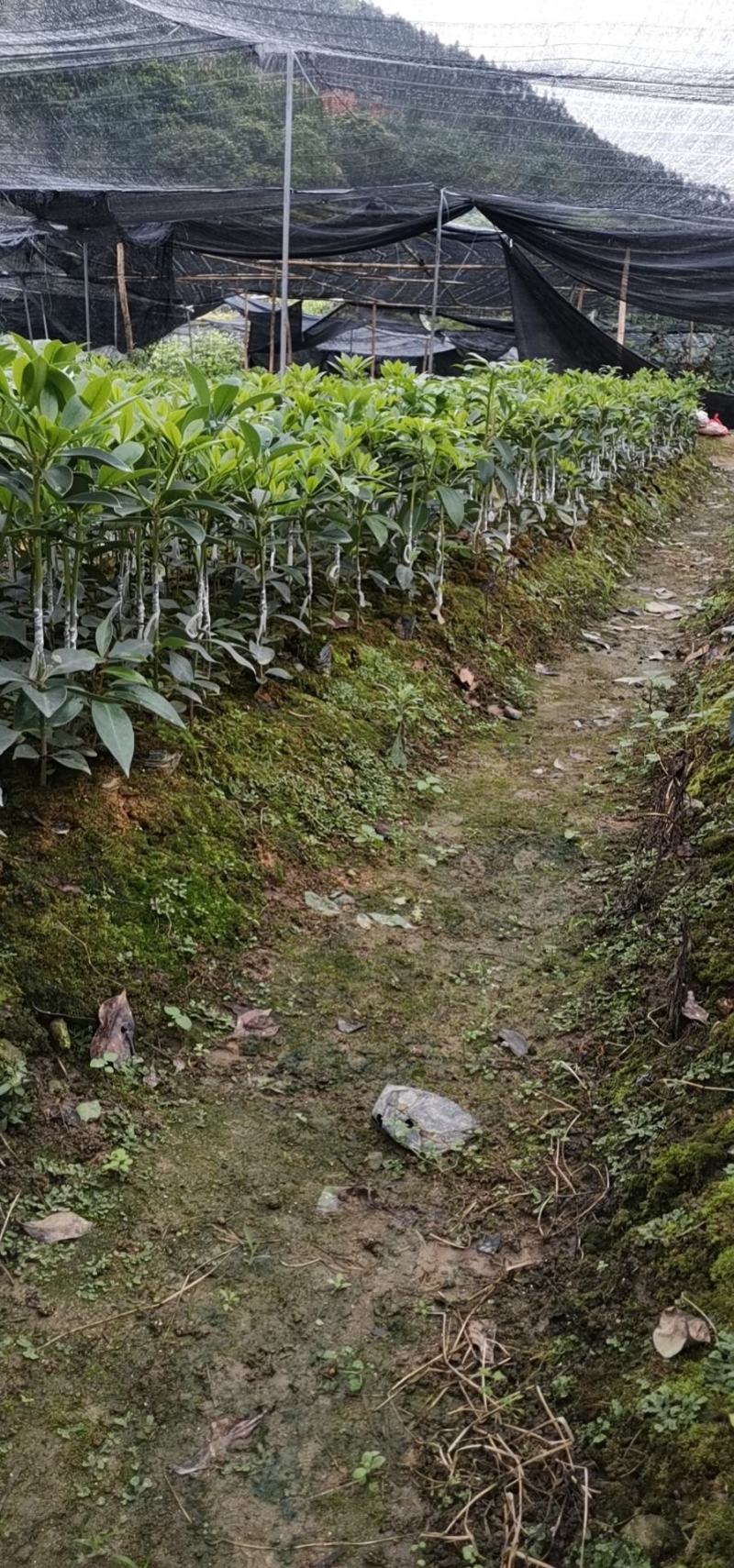 大量现货八角嫁接苗，营养杯苗，地苗