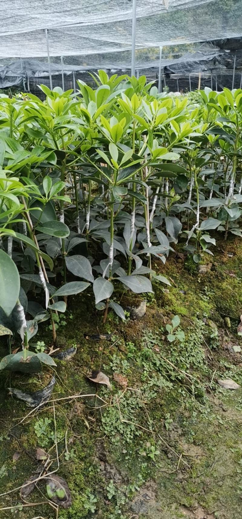 大量现货八角嫁接苗，营养杯苗，地苗