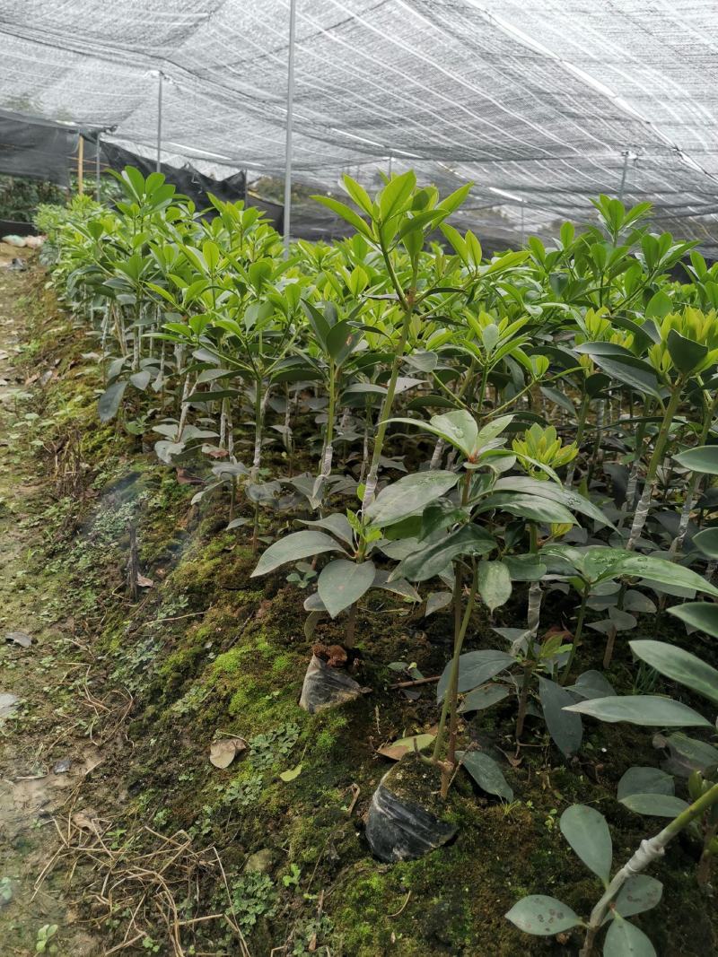 大量现货八角嫁接苗，营养杯苗，地苗
