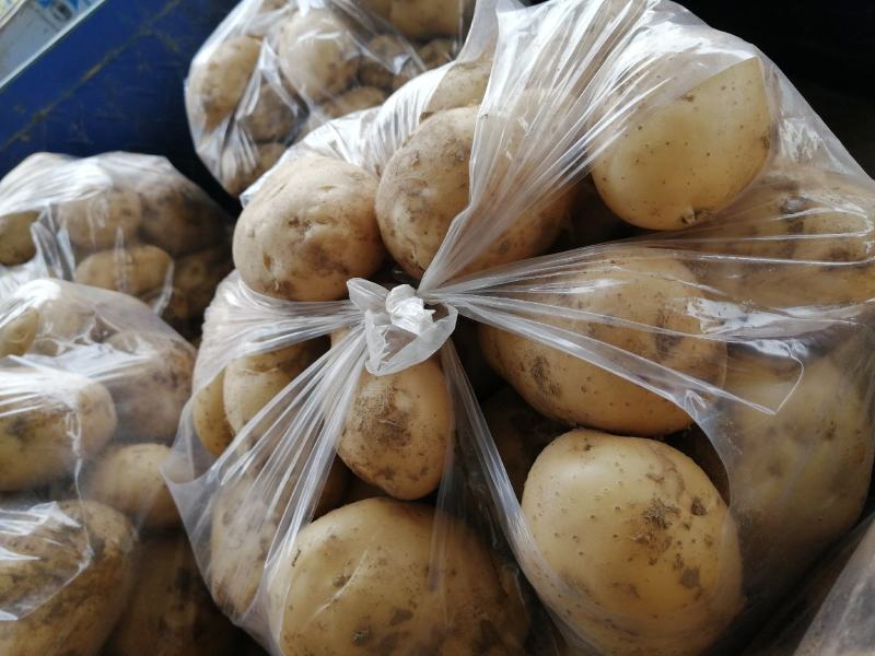 新鲜早大白，新佳2号出炉啦