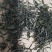 信阳毛尖茶高档雨前茶大别山特产正宗的信阳毛尖芽