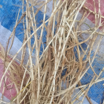白茅根，
