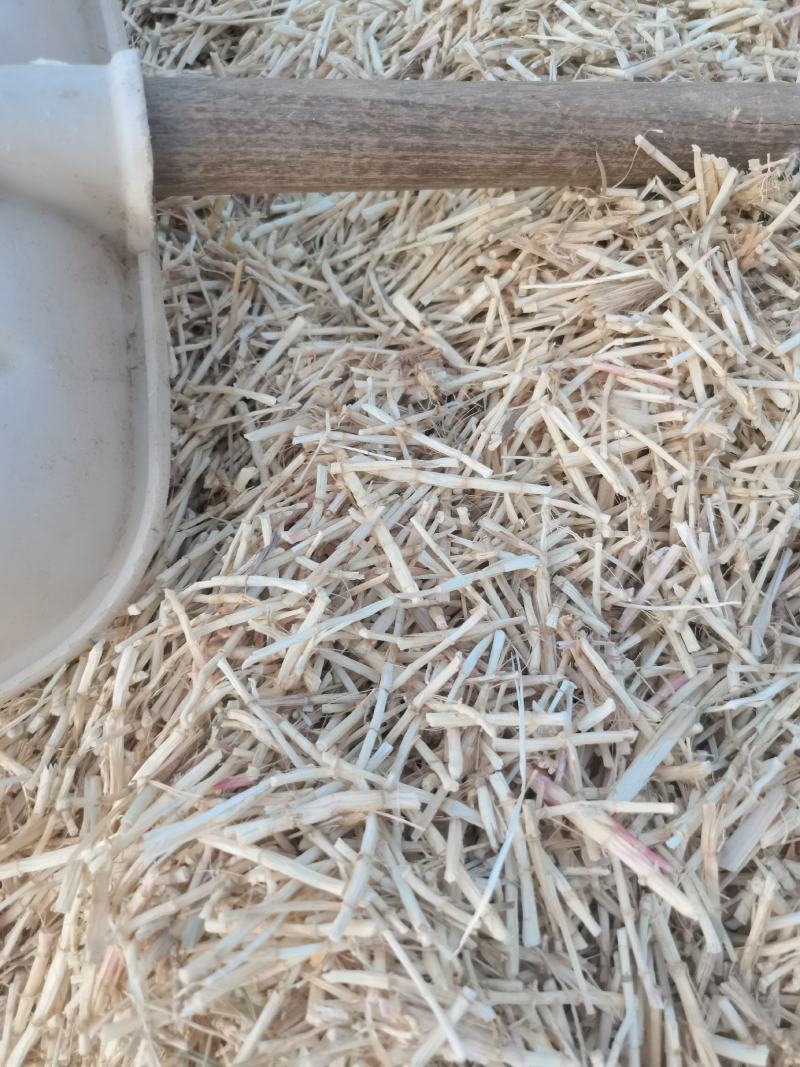 白茅根，