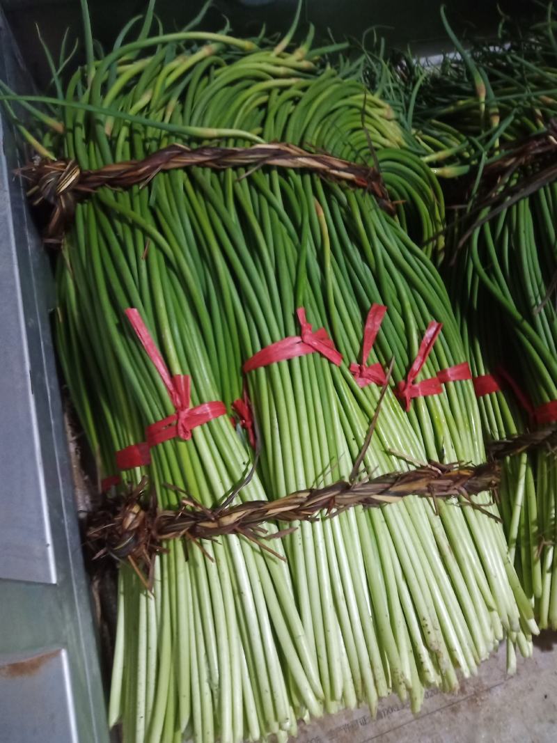 山东聊城精品红帽蒜苔