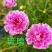 重瓣太阳花花种子四季盆栽易活易种庭院阳台观赏花卉种