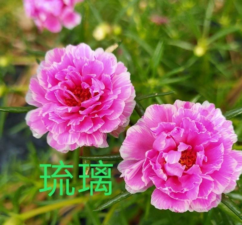 重瓣太阳花花种子四季盆栽易活易种庭院阳台观赏花卉种