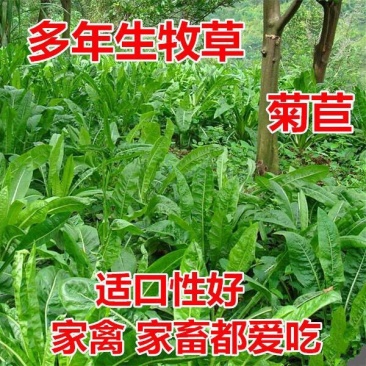 菊苣种子净籽营养价值高牧草4-5斤/亩