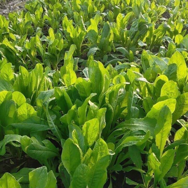 菊苣种子净籽营养价值高牧草4-5斤/亩